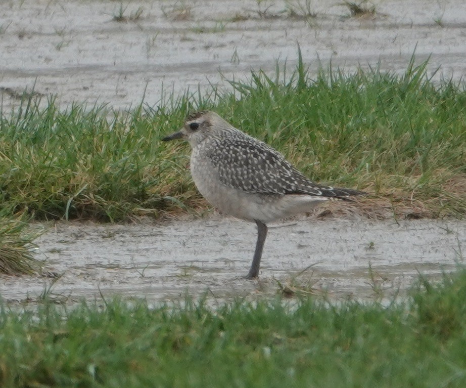 American Golden-Plover - ML270886721