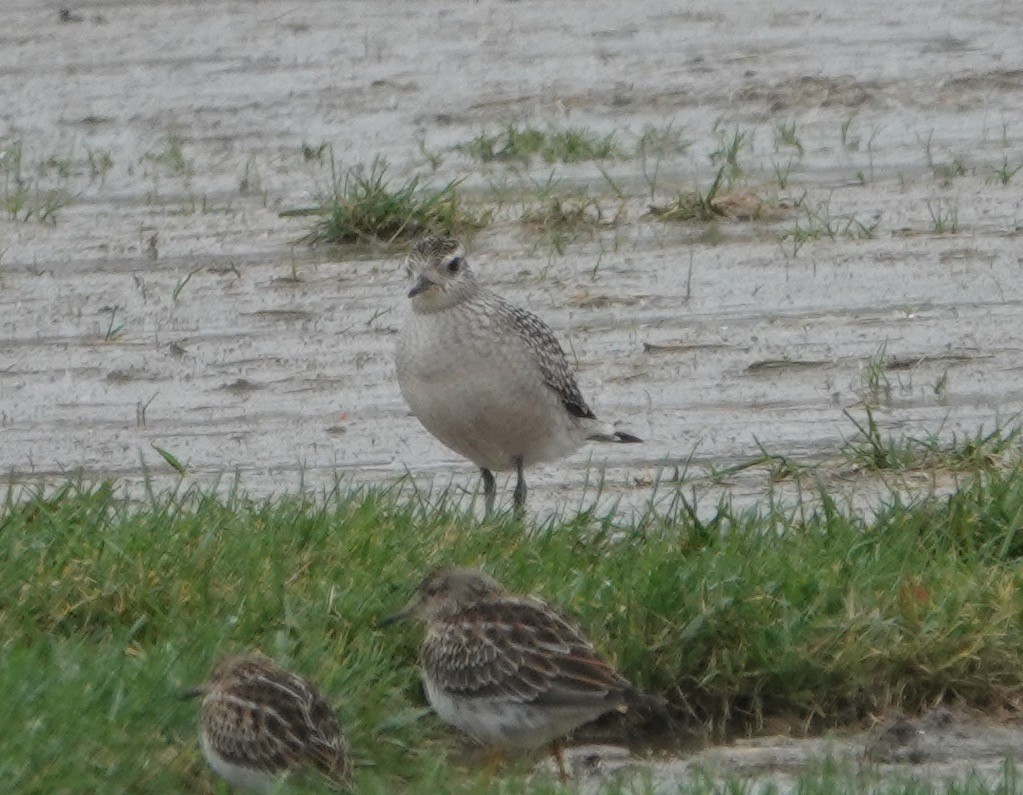 American Golden-Plover - ML270886731