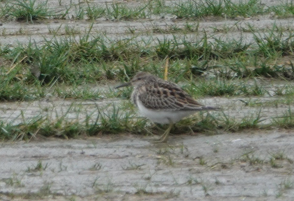 Least Sandpiper - ML270886751