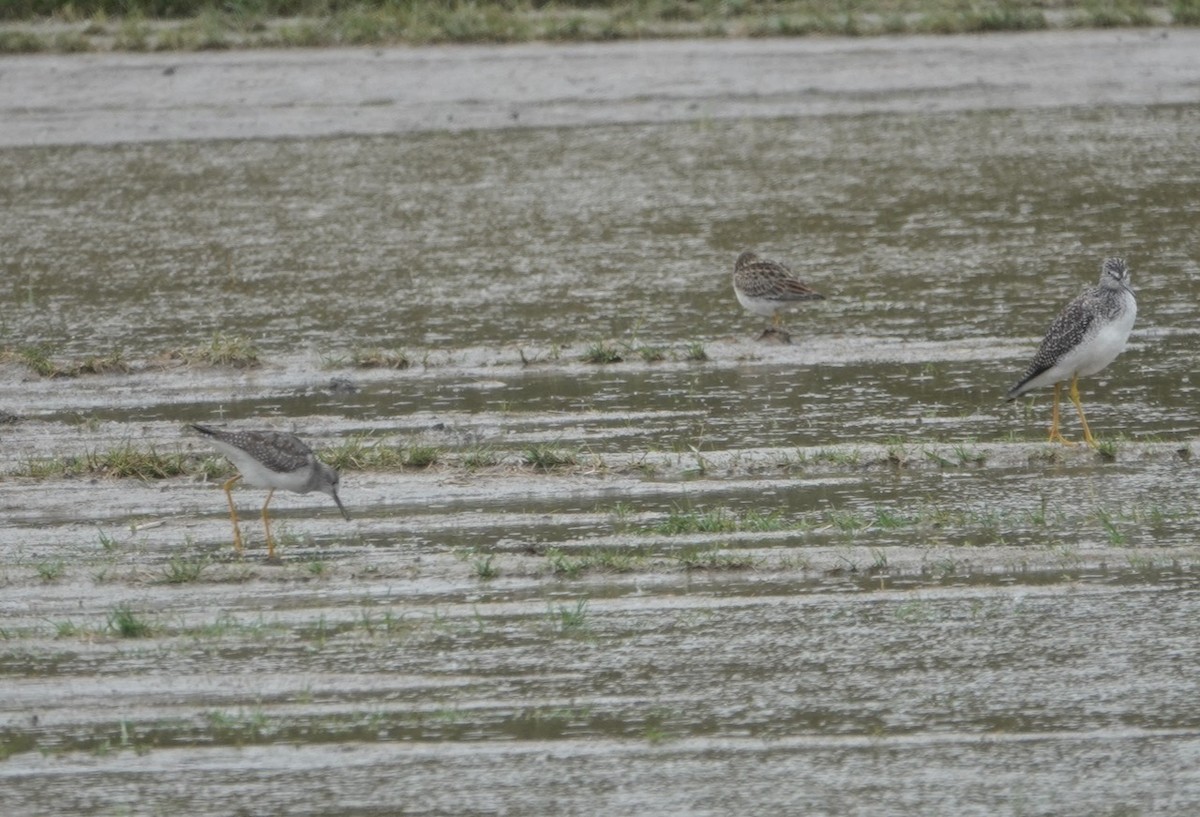 Lesser Yellowlegs - ML270886831