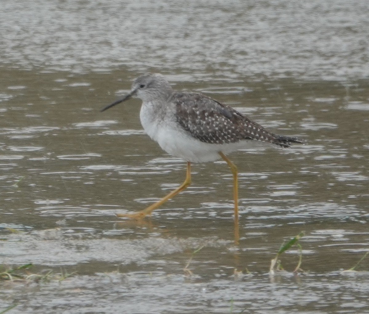 Lesser Yellowlegs - ML270886841