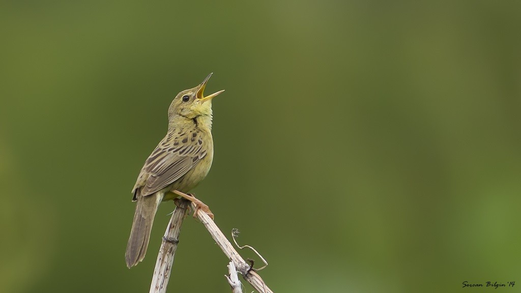 Common Grasshopper Warbler - Sercan Bilgin