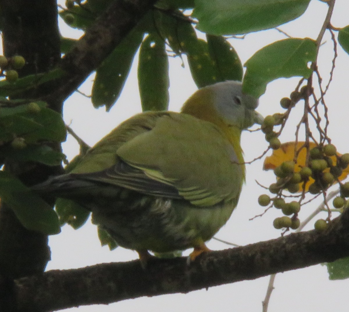 Yellow-footed Green-Pigeon - ML270887331
