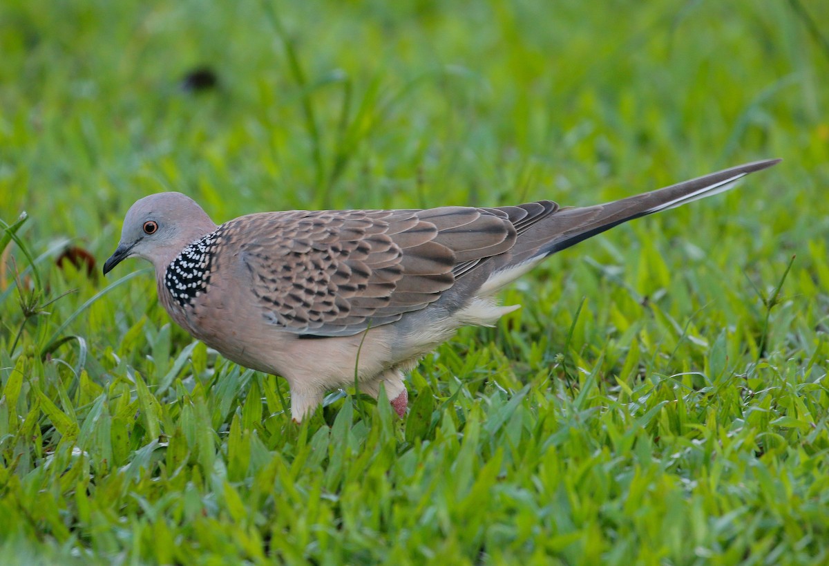 Spotted Dove - Neoh Hor Kee