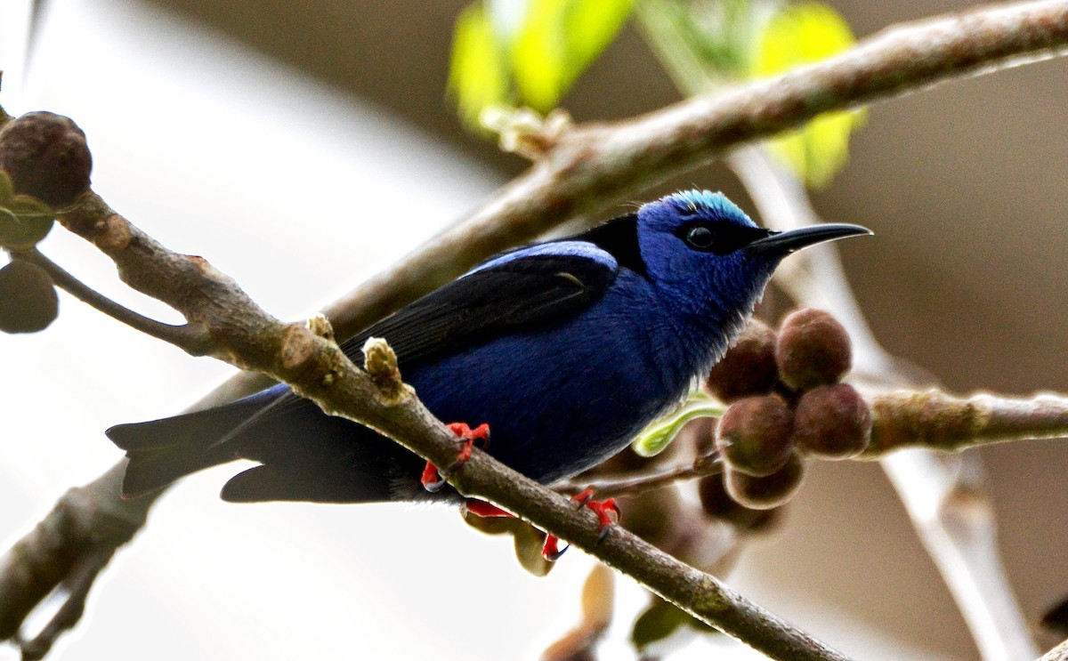 Red-legged Honeycreeper - ML27088881