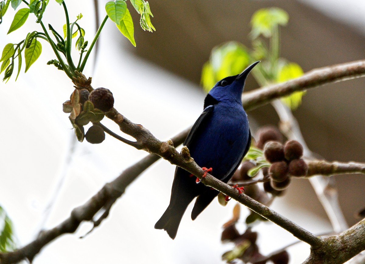 Red-legged Honeycreeper - ML27088901