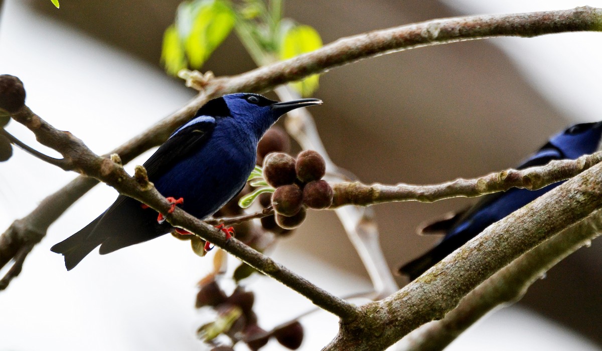 Red-legged Honeycreeper - ML27088921