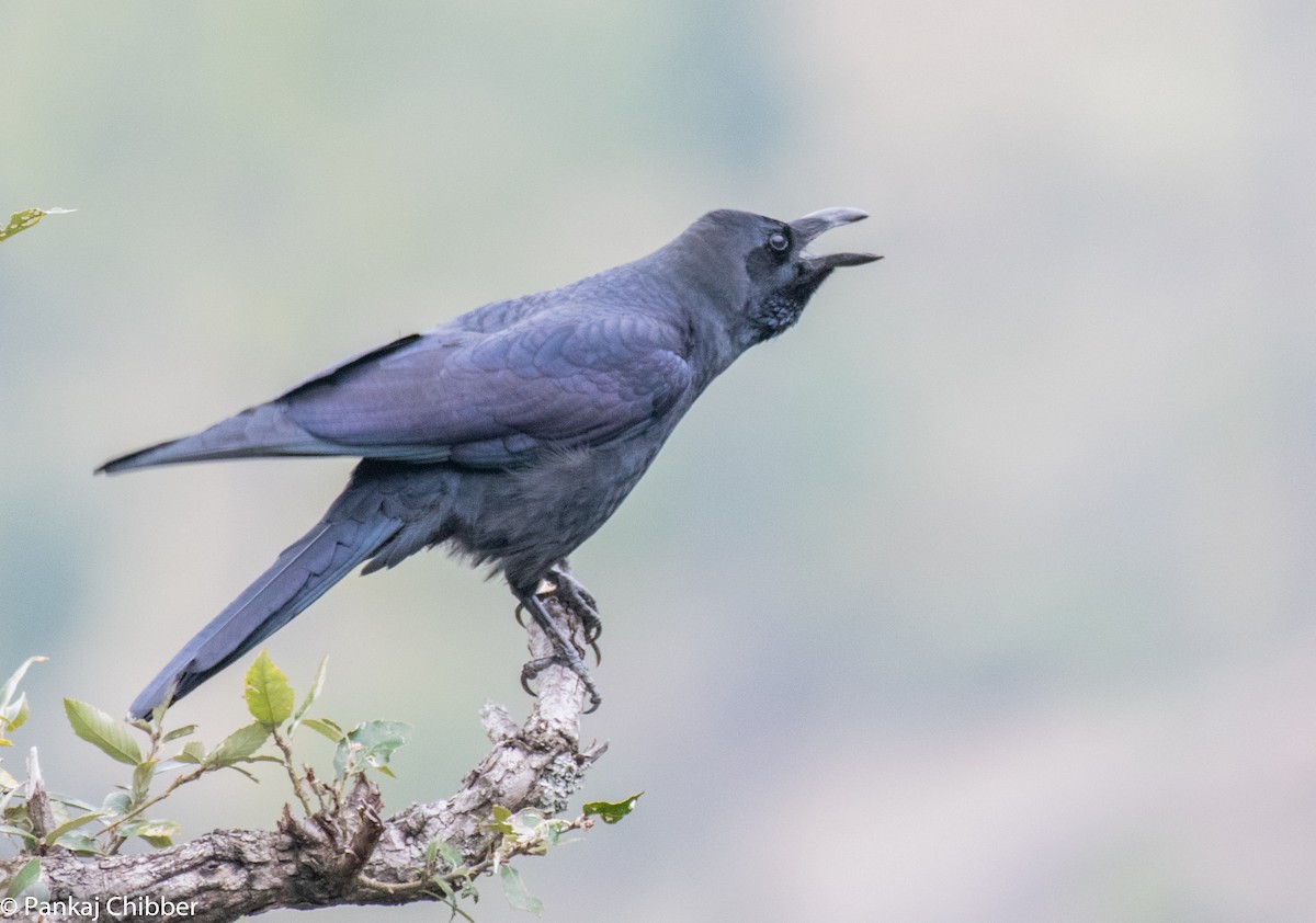 Corbeau à gros bec - ML270889801