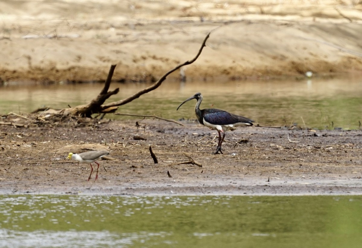 Straw-necked Ibis - ML270889901