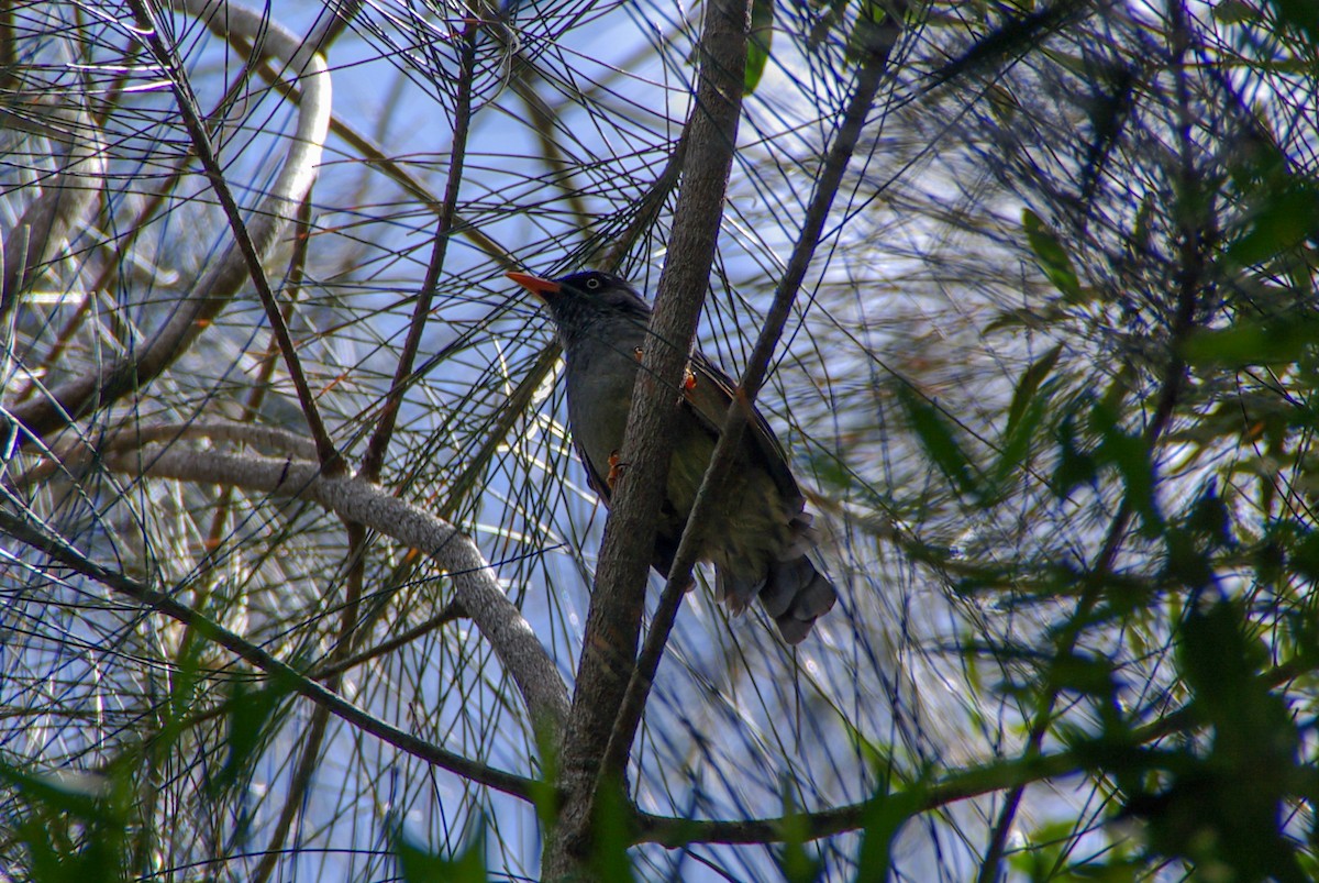 Reunion Bulbul - ML270889981