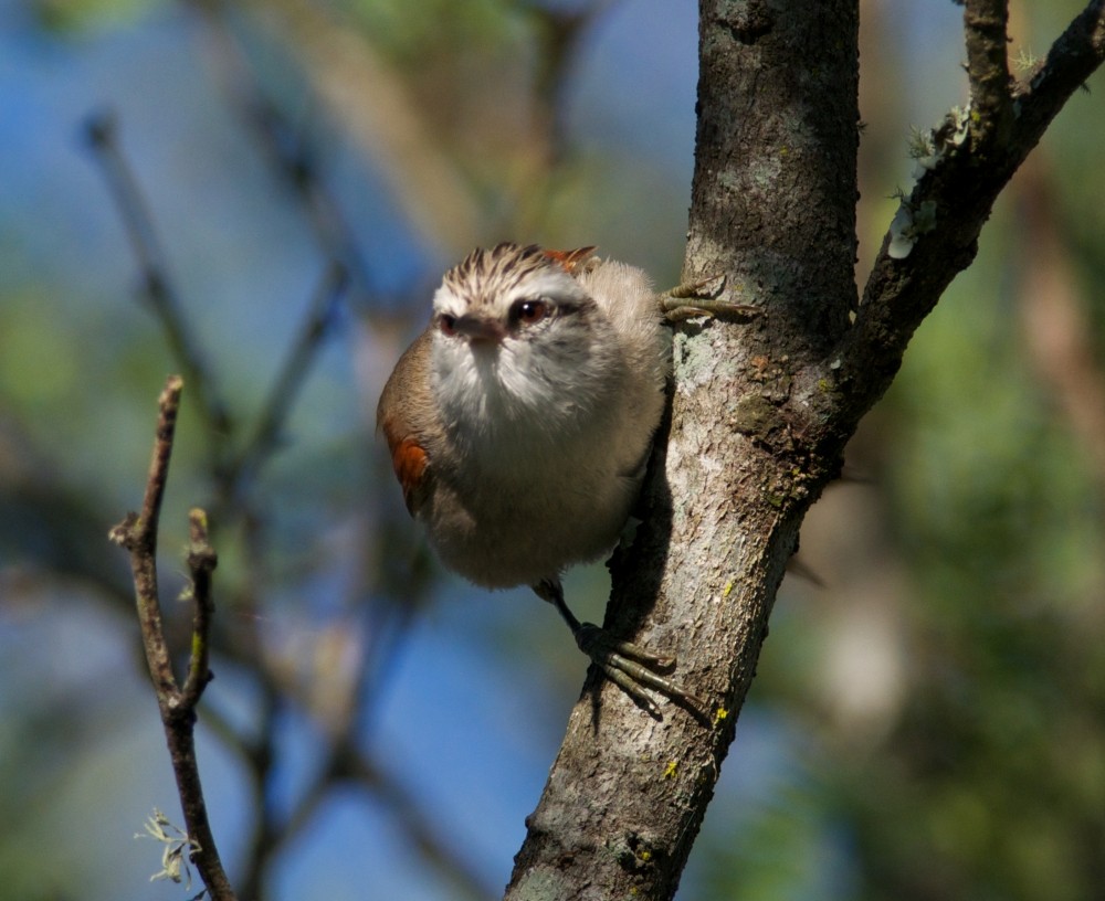 Stripe-crowned Spinetail - ML270890391