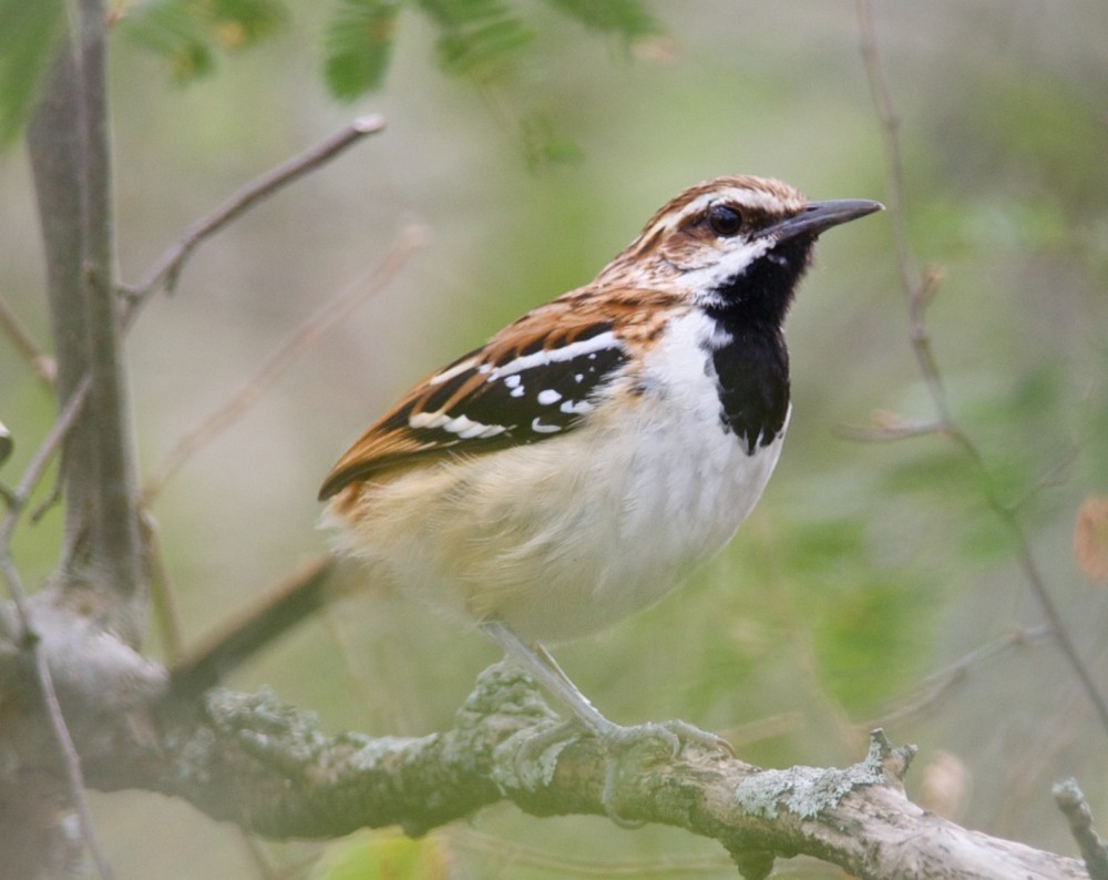 Stripe-backed Antbird - ML270890511