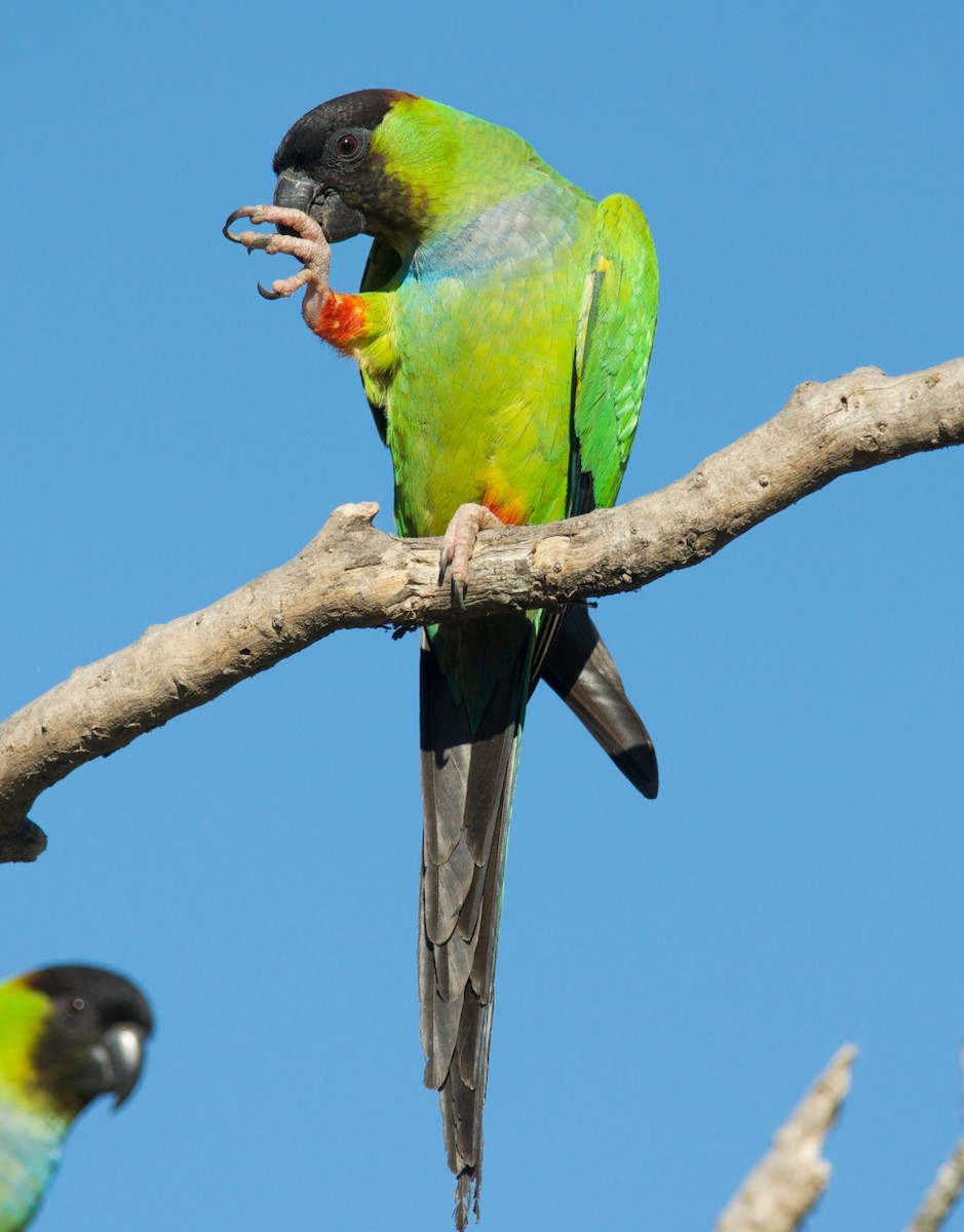 aratinga černohlavý - ML270890701