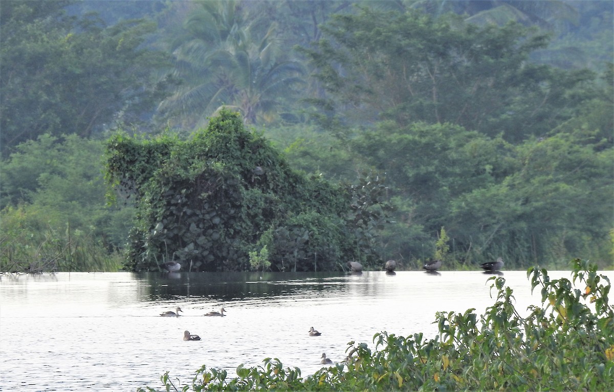 Indian Spot-billed Duck - ML270892981