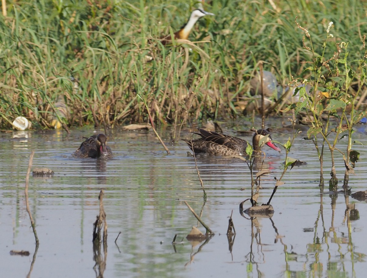 Canard à bec rouge - ML270893411