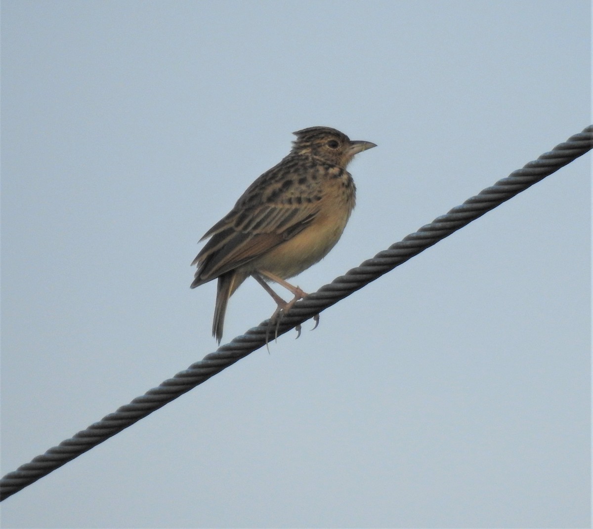 Jerdon's Bushlark - ML270893421