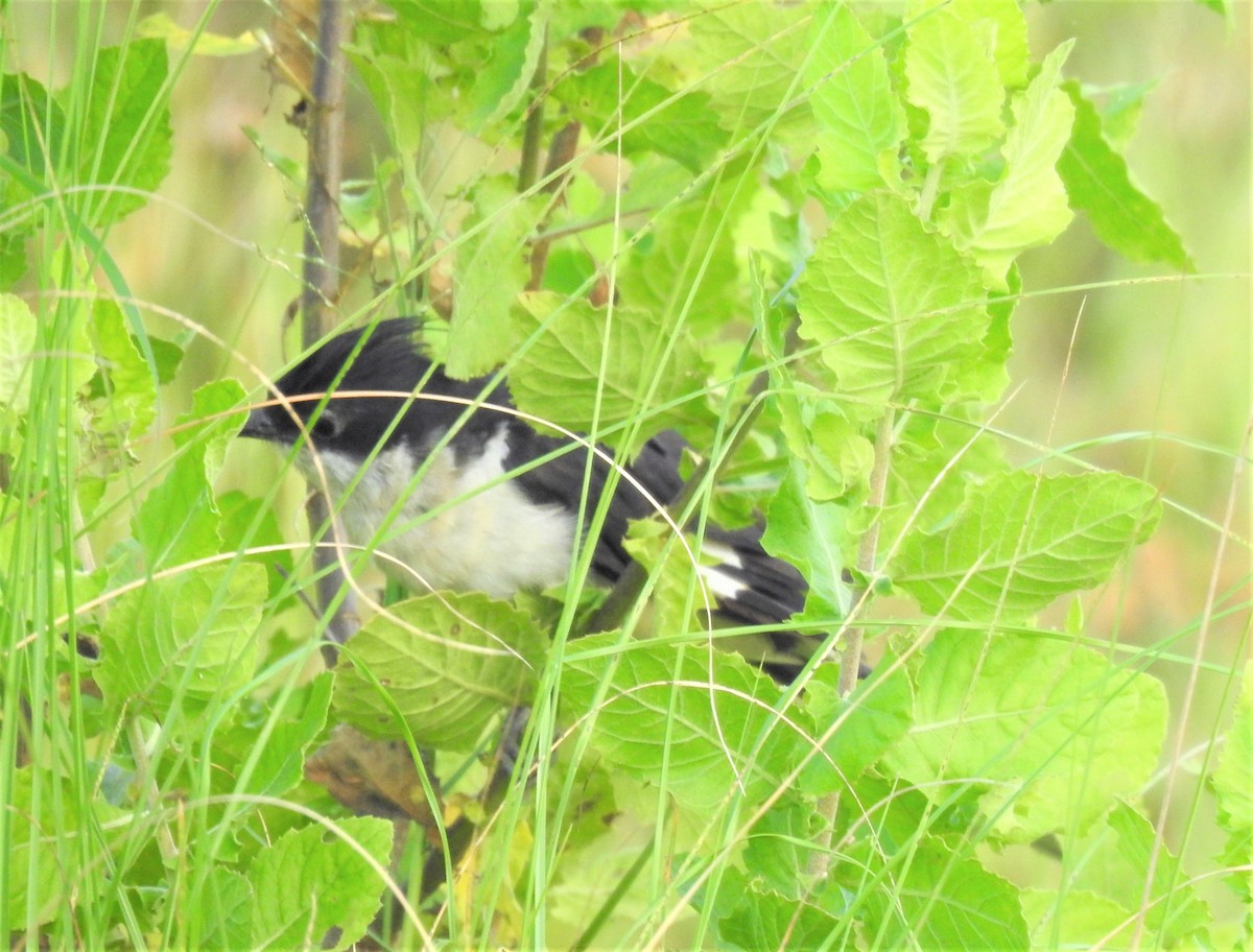 Pied Cuckoo - ML270893461