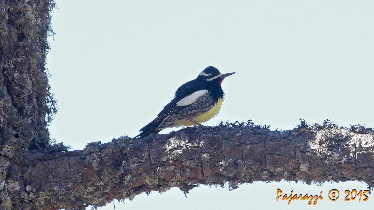 Williamson's Sapsucker - ML270895631