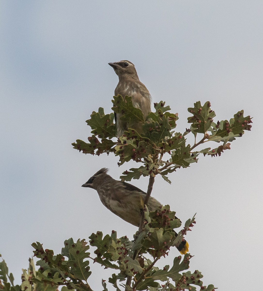 Cedar Waxwing - Kathleen Kent