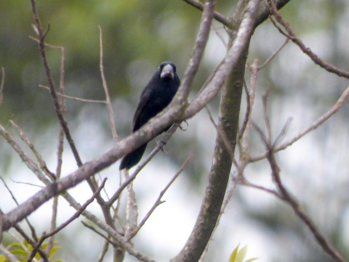 Thick-billed Seed-Finch - ML270896511