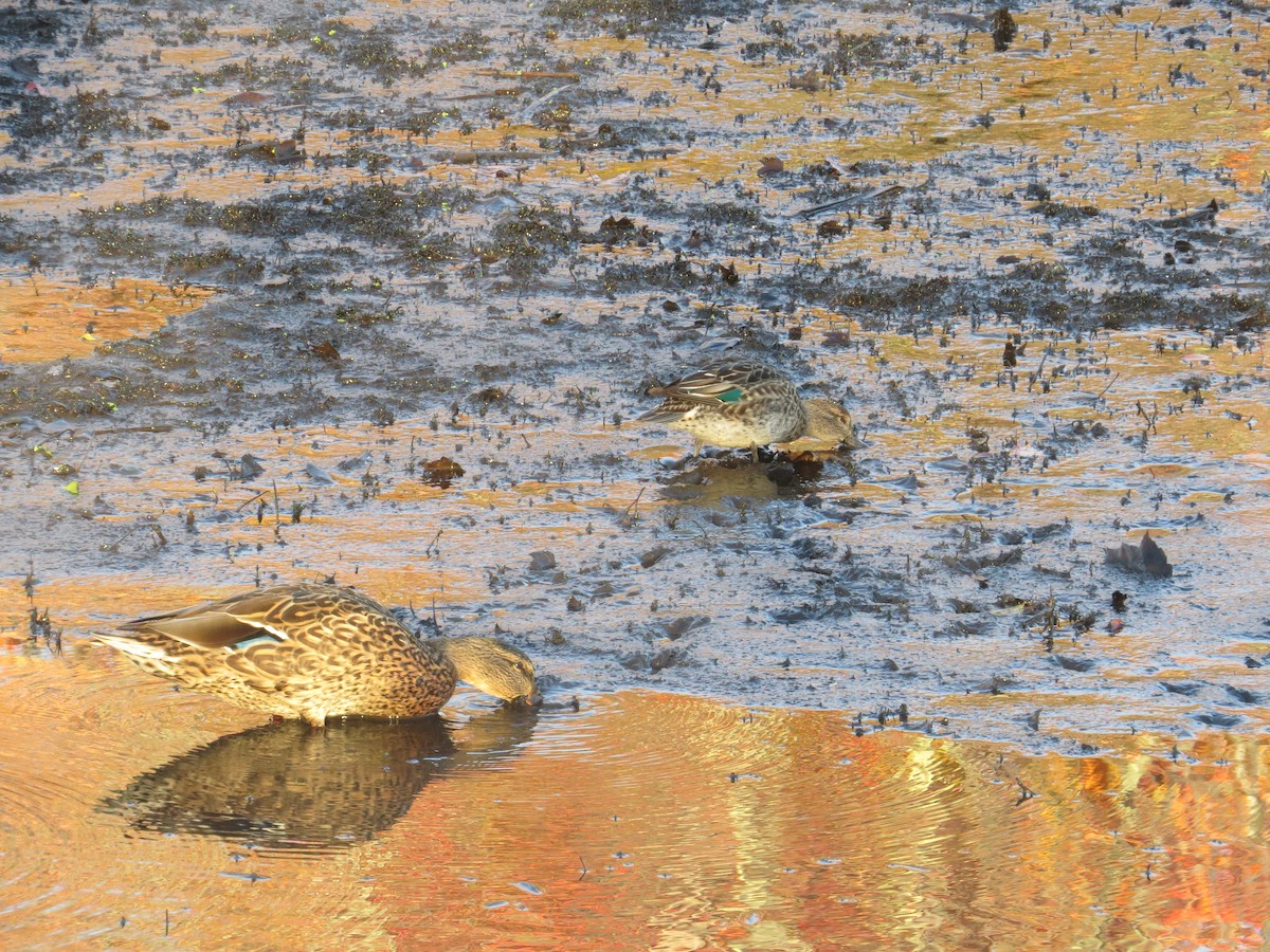 Green-winged Teal - ML270899541