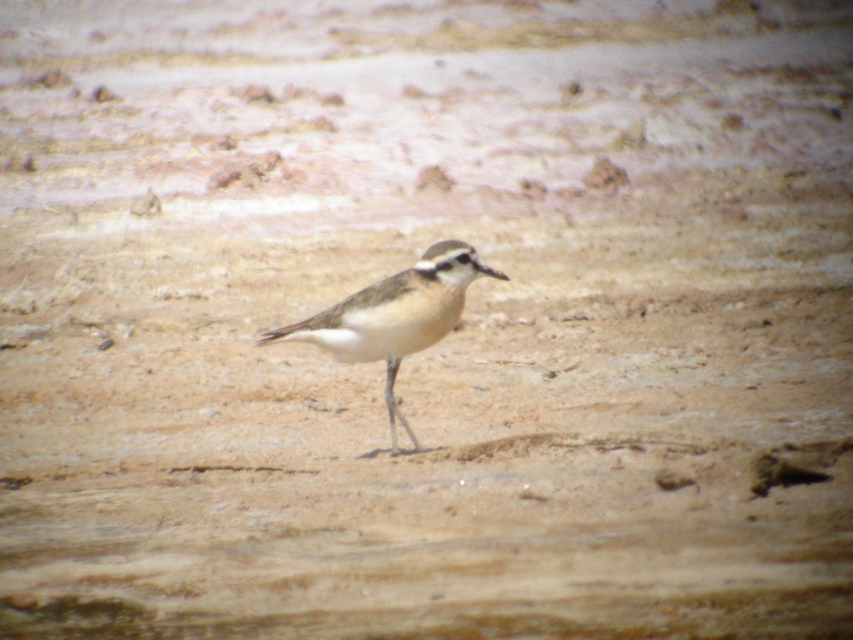 Kittlitz's Plover - ML270902501