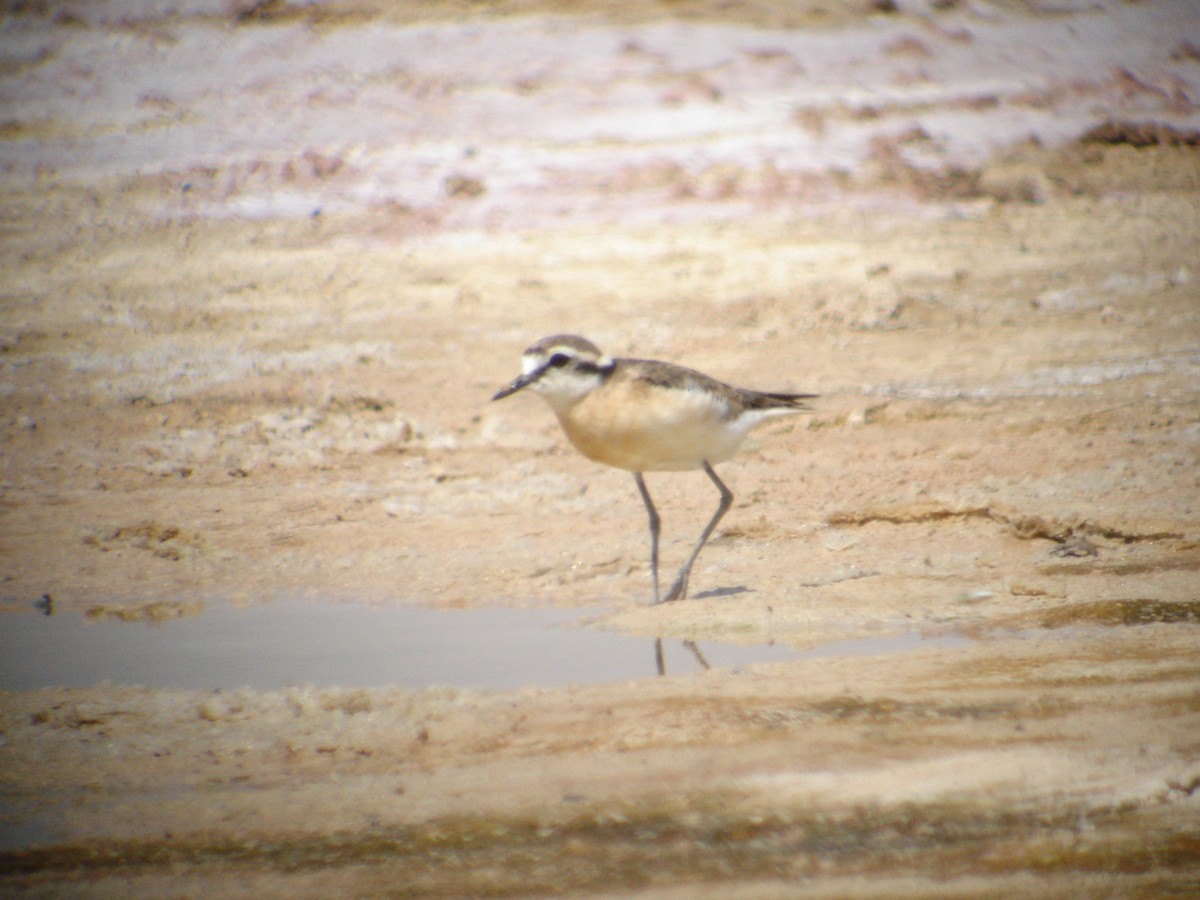 Kittlitz's Plover - ML270902541