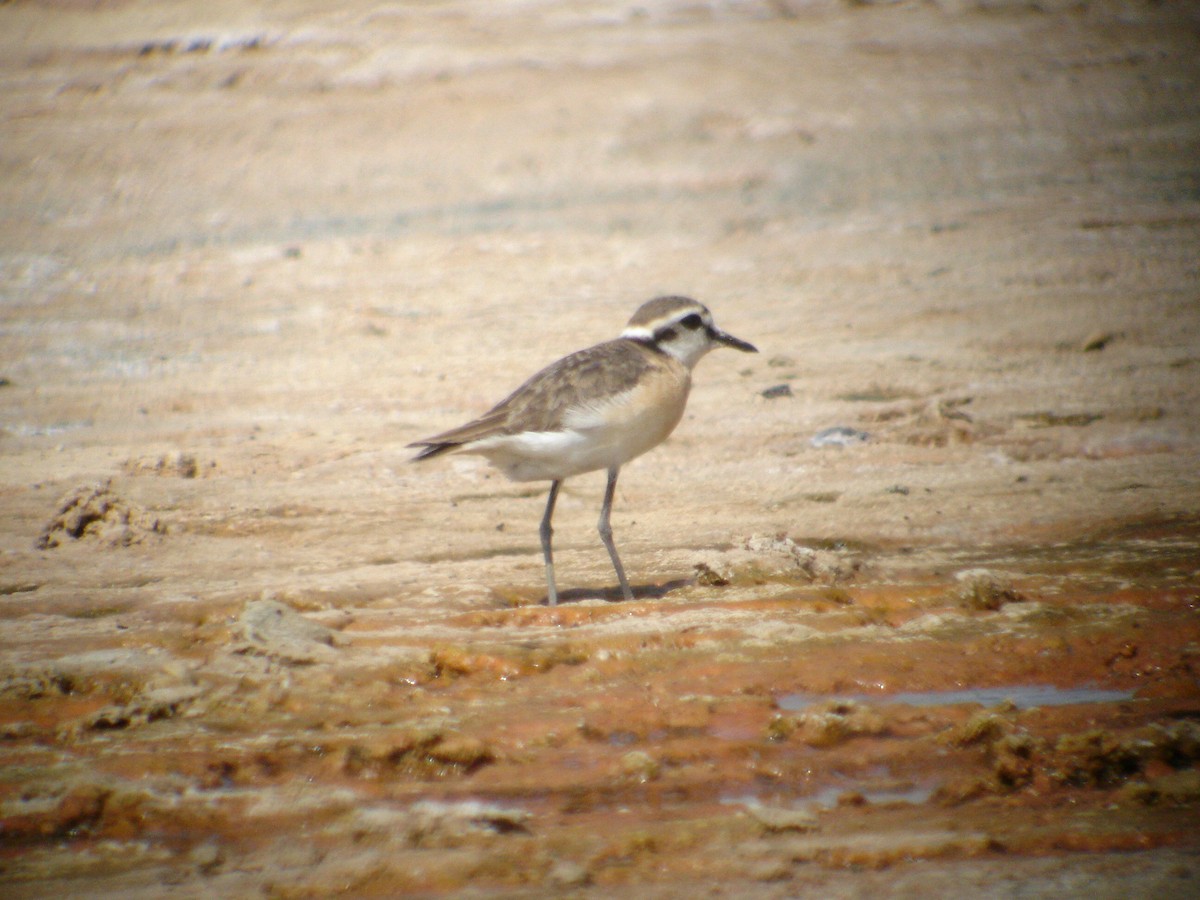 Kittlitz's Plover - ML270902551