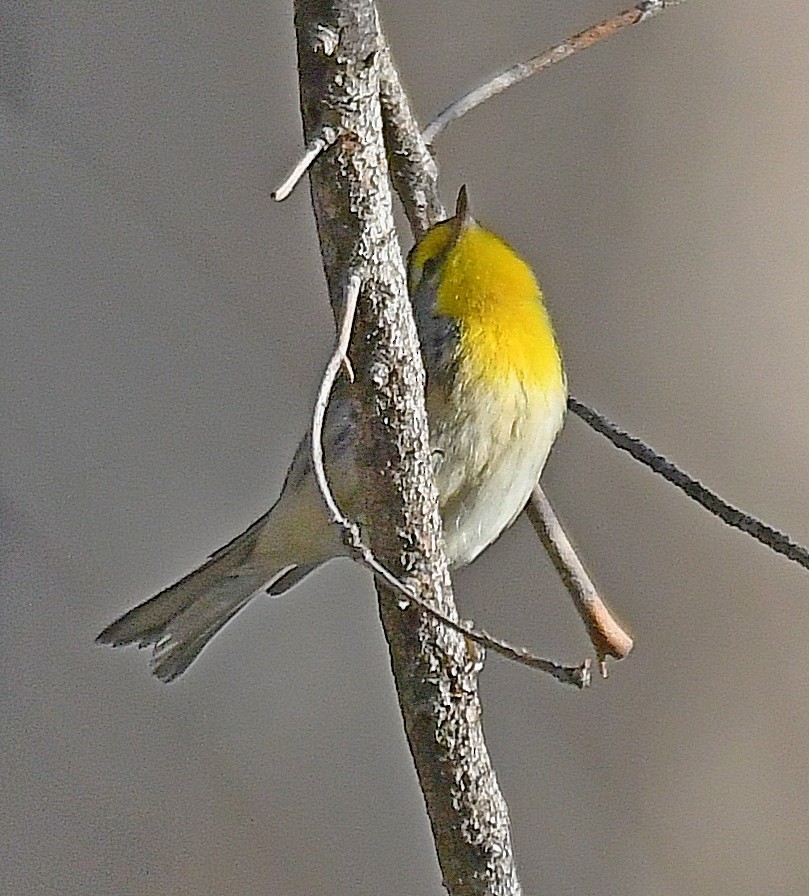 Grace's Warbler - ML270903621