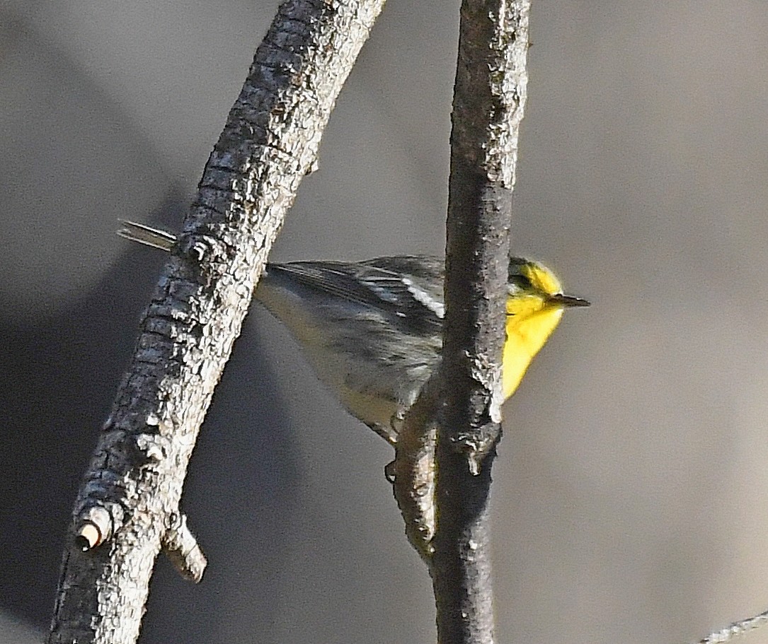 Grace's Warbler - ML270903741