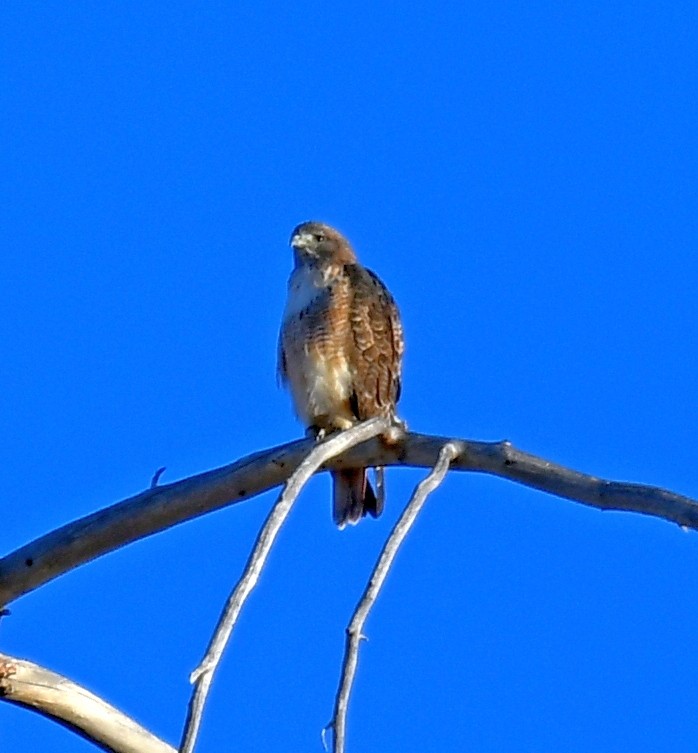 Red-tailed Hawk - ML270906661