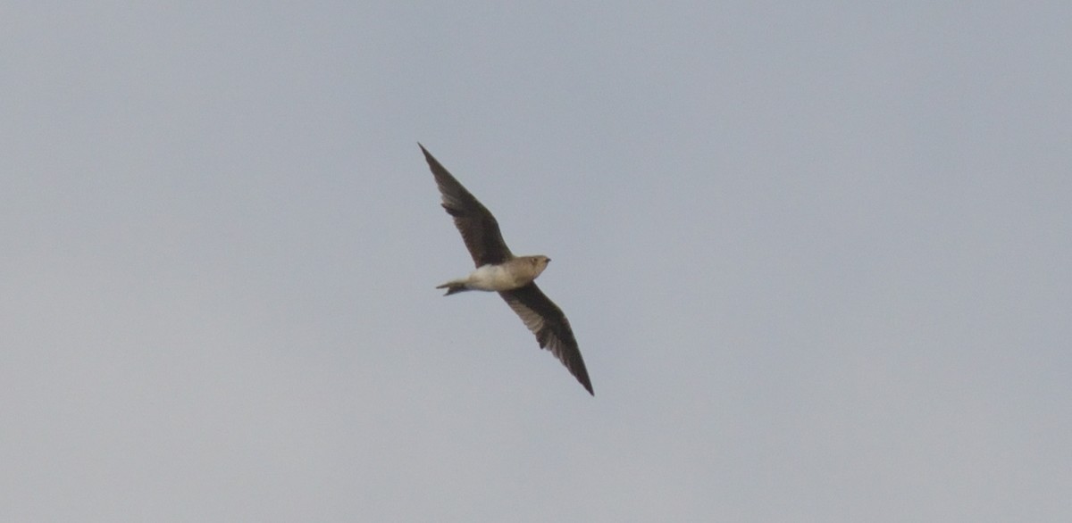 Black-winged Pratincole - ML270910301