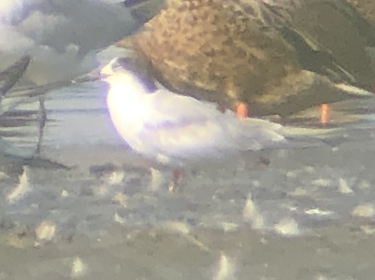 Common Tern - ML270912701