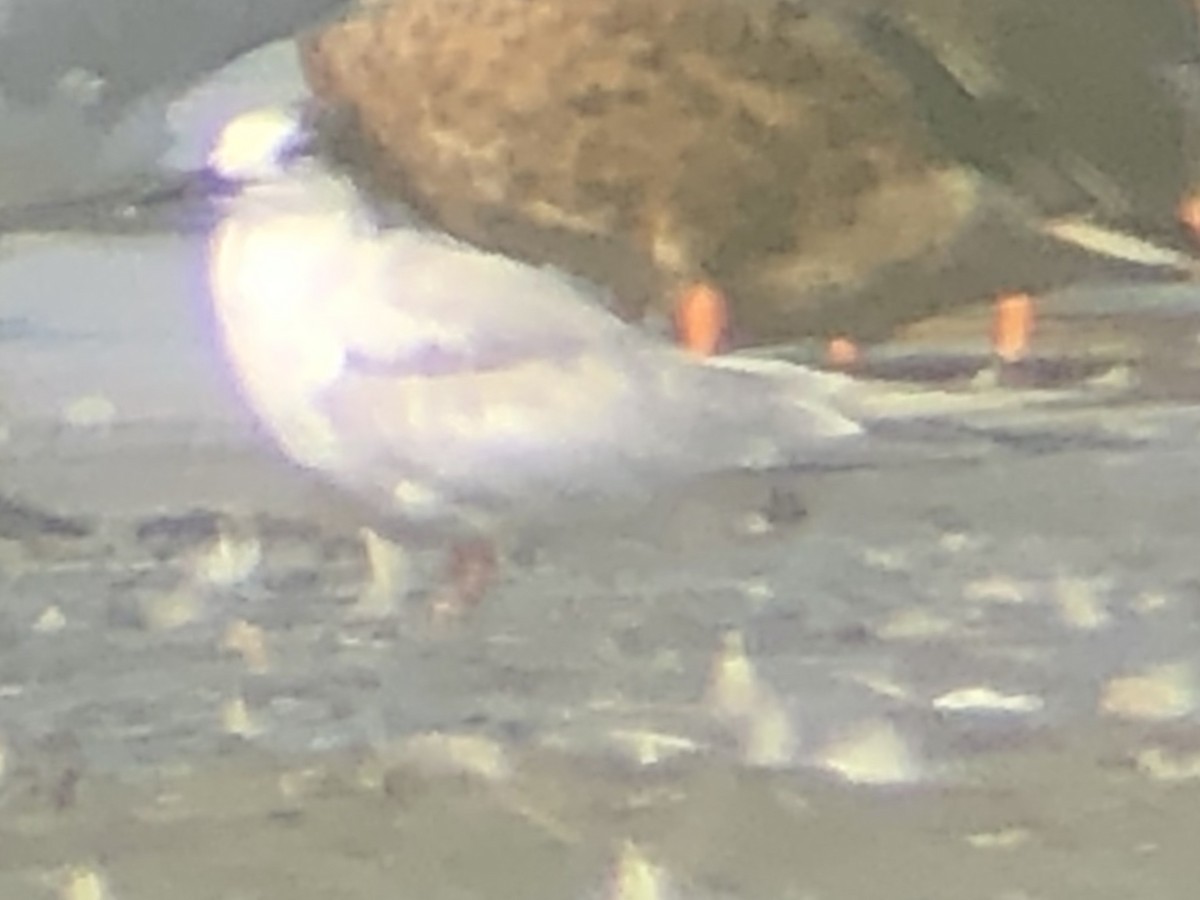 Common Tern - ML270912721