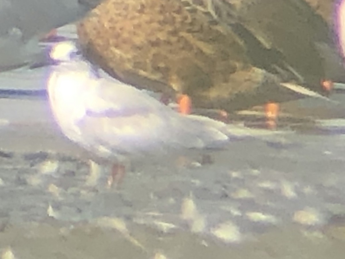 Common Tern - ML270912731