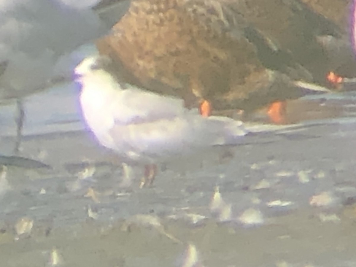 Common Tern - ML270912761