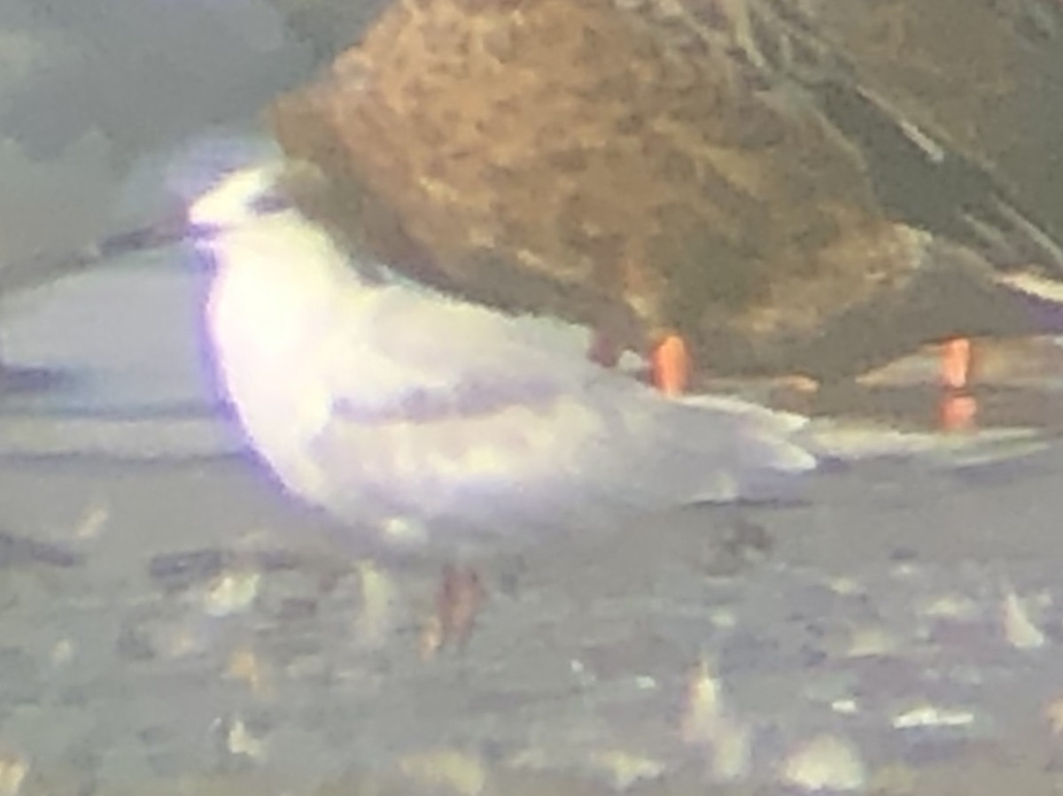 Common Tern - ML270912771