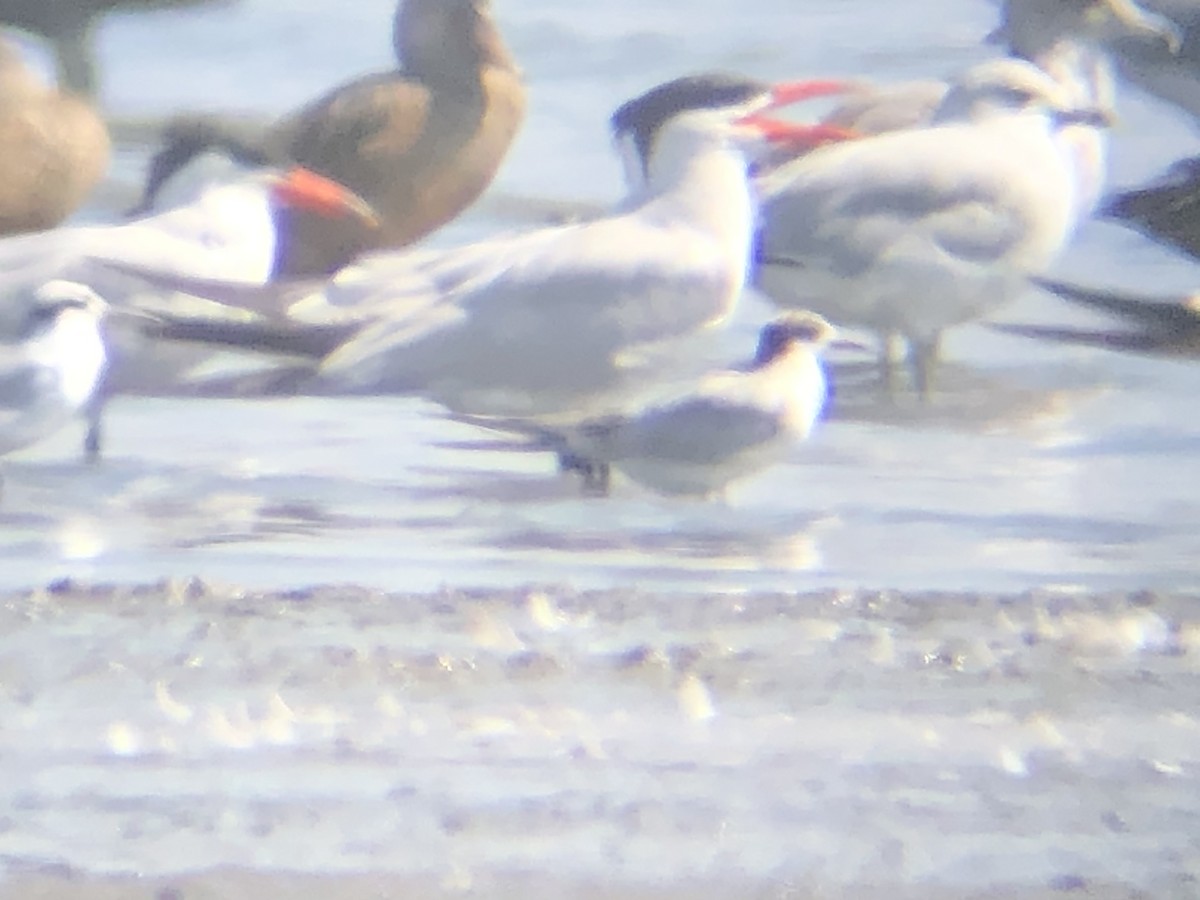 Common Tern - ML270912781