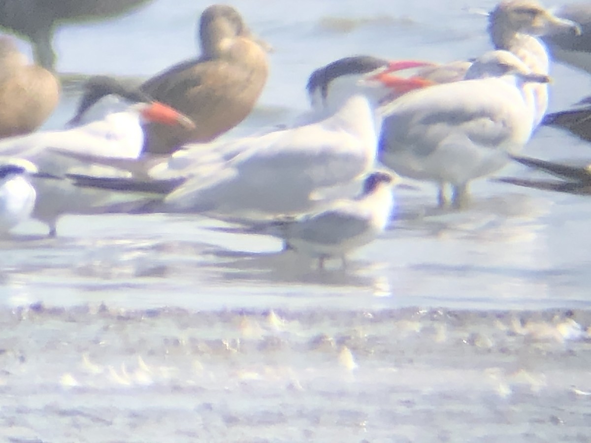 Common Tern - ML270912791