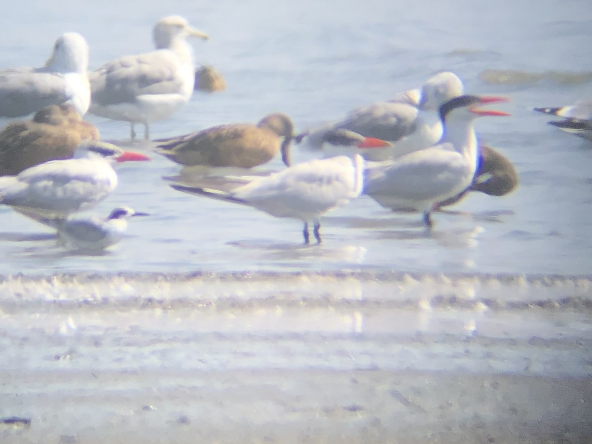 Common Tern - ML270912811