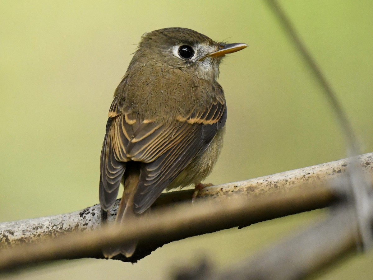 Brown-breasted Flycatcher - Subhadra Devi