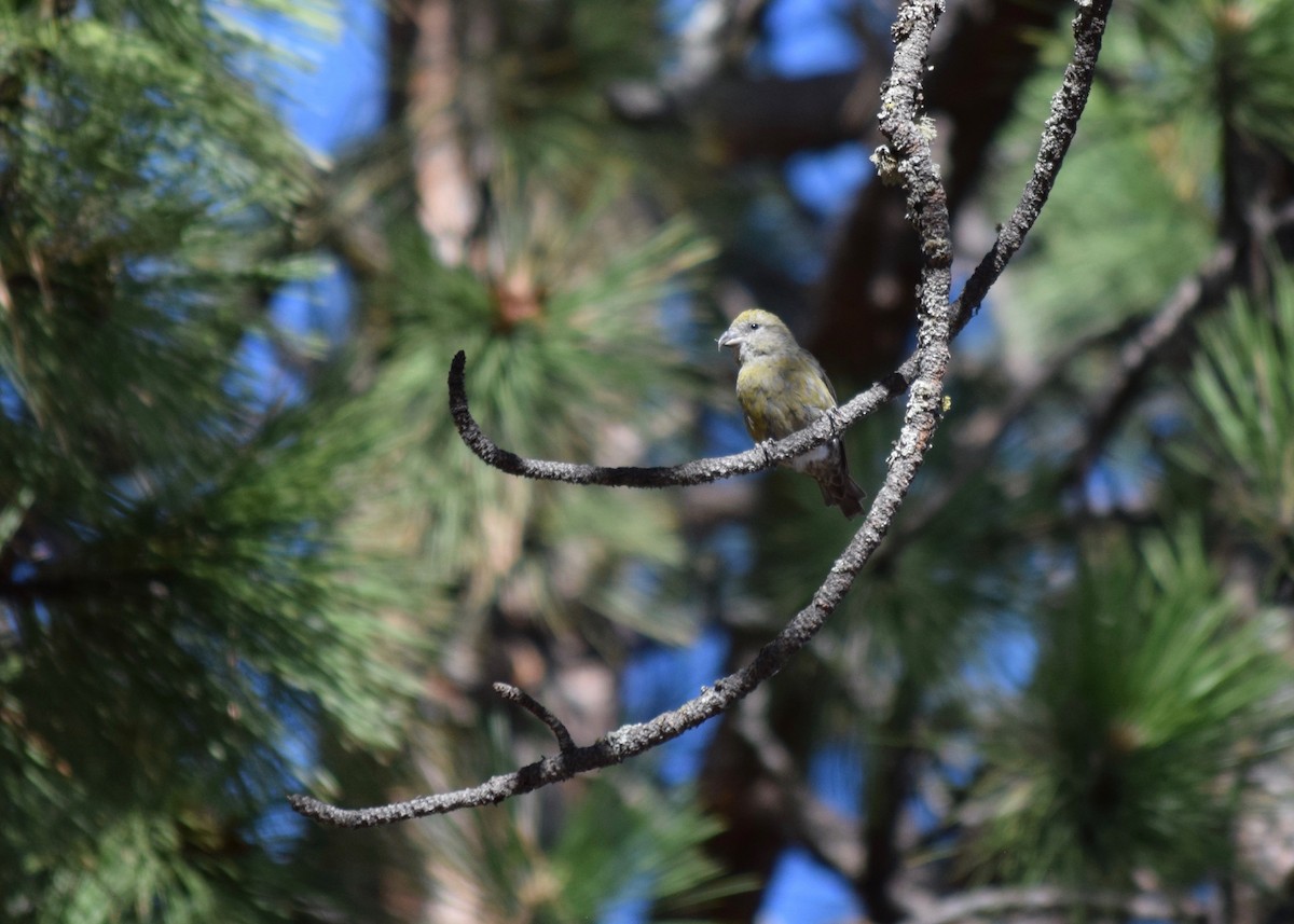 Red Crossbill - ML270915281