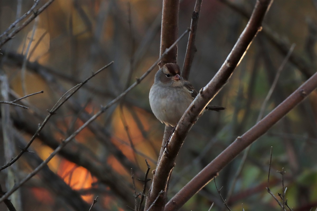 White-crowned Sparrow - ML270915461