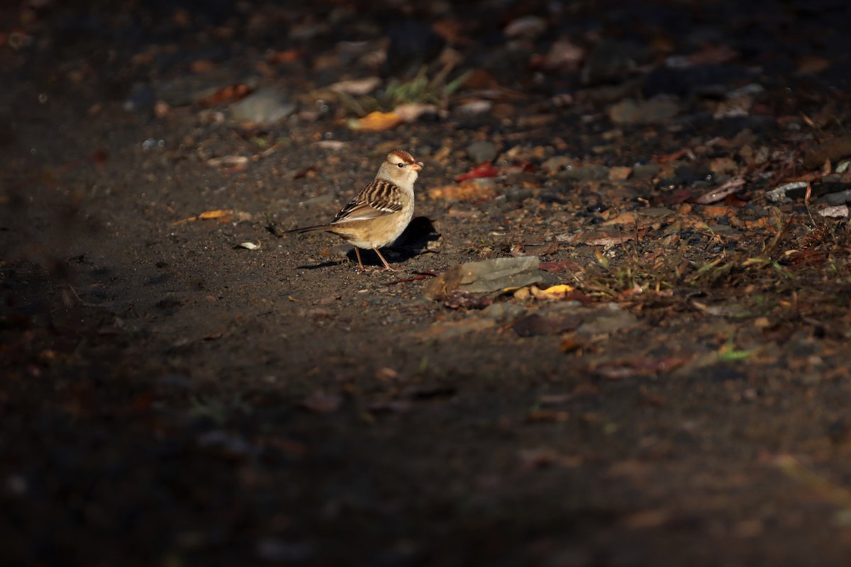 White-crowned Sparrow - ML270915481
