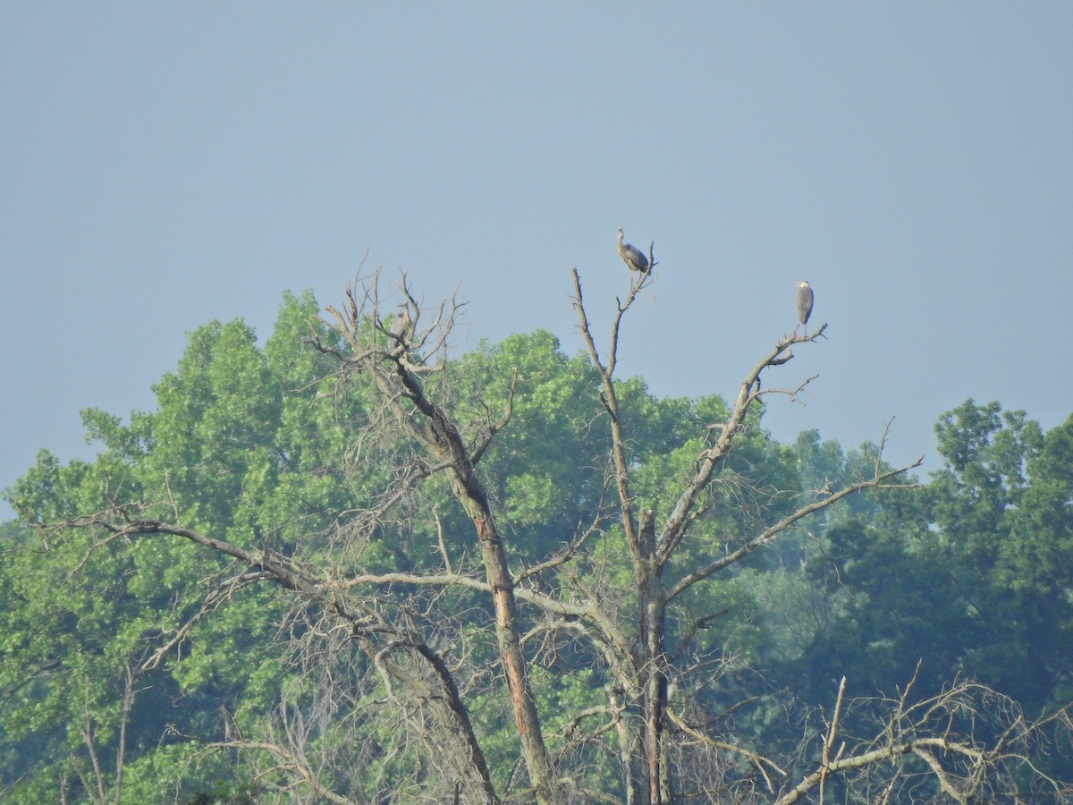 Great Blue Heron - ML270916761