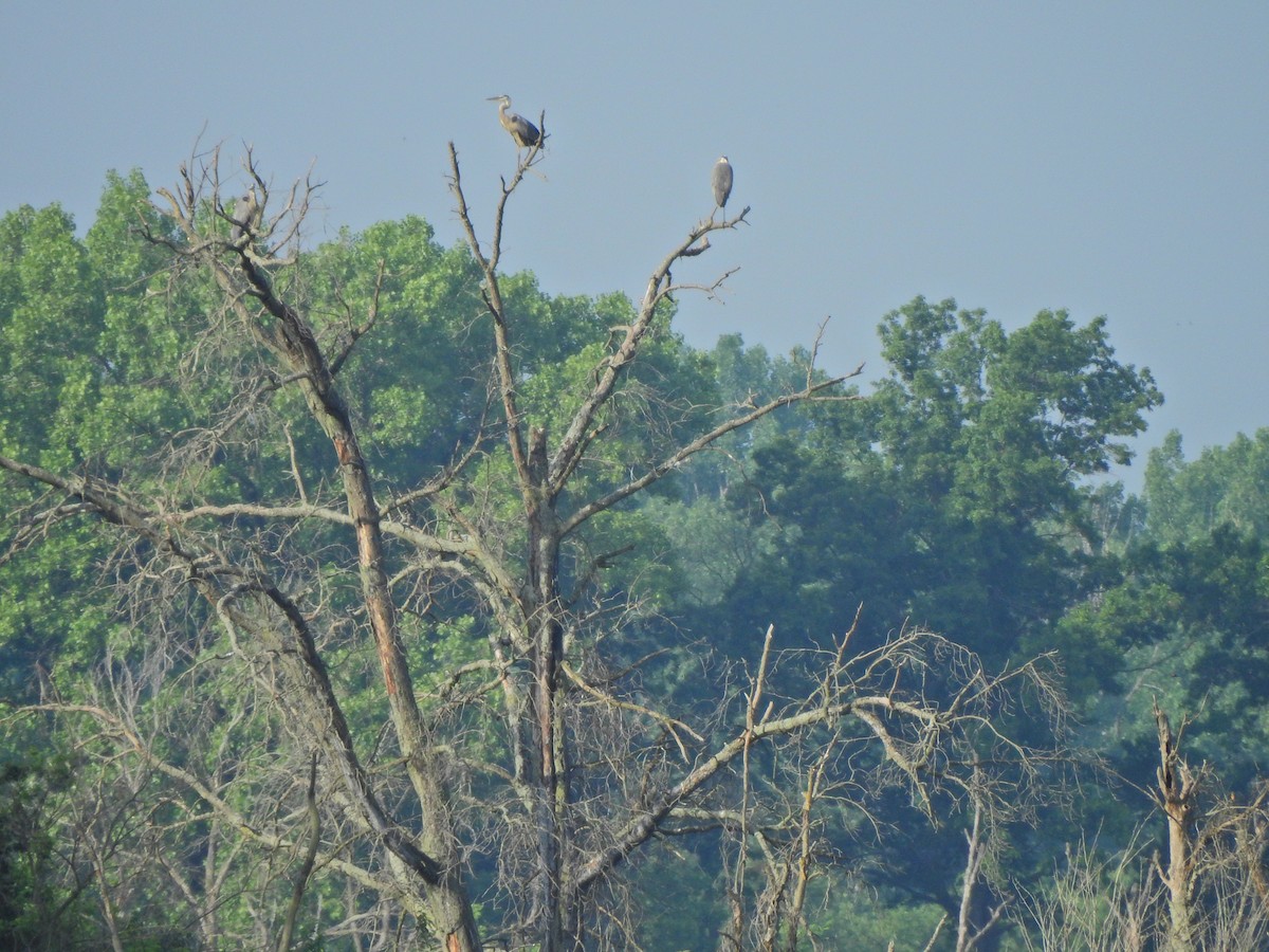 Great Blue Heron - Annie Aguirre