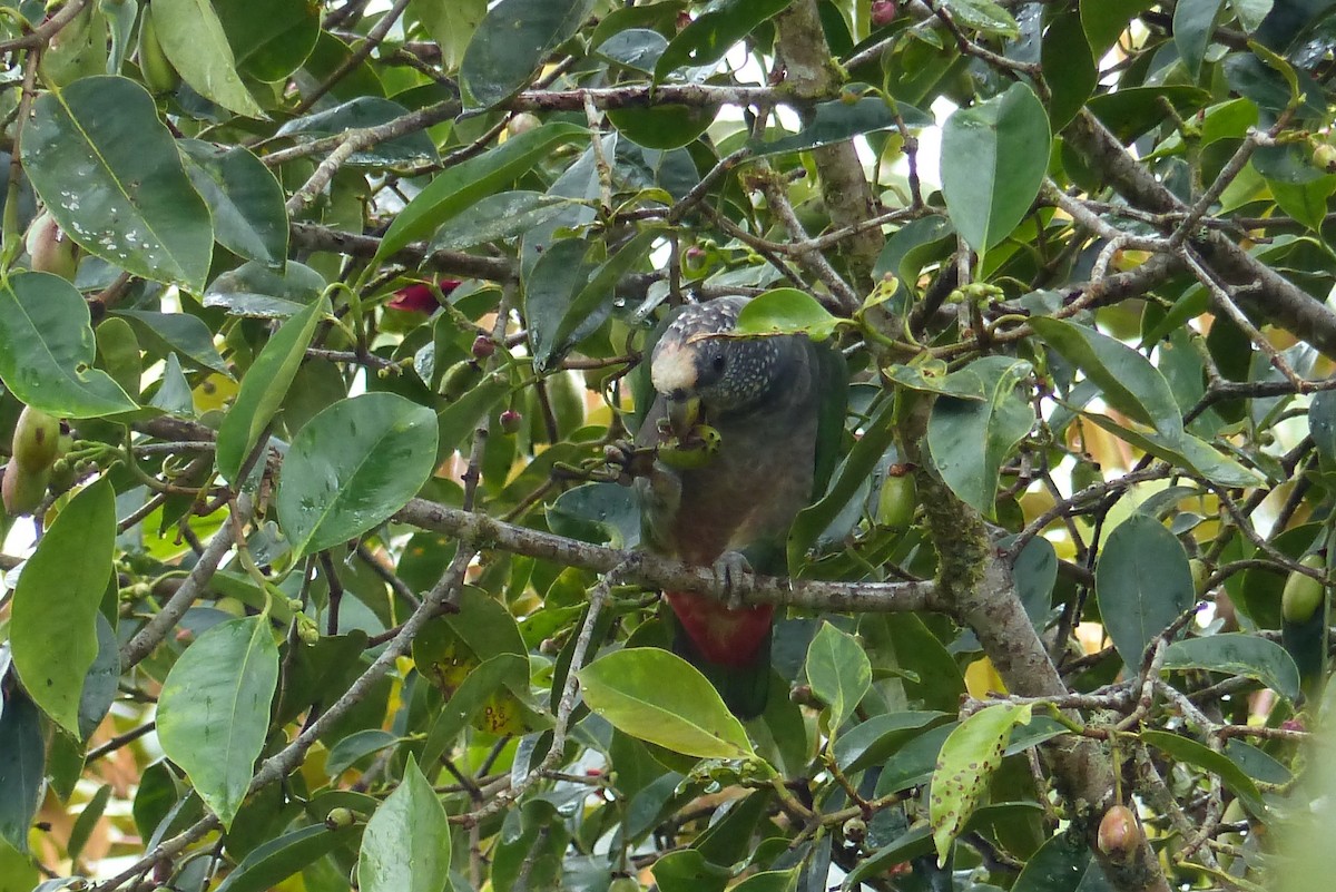 Speckle-faced Parrot (White-capped) - ML270917171