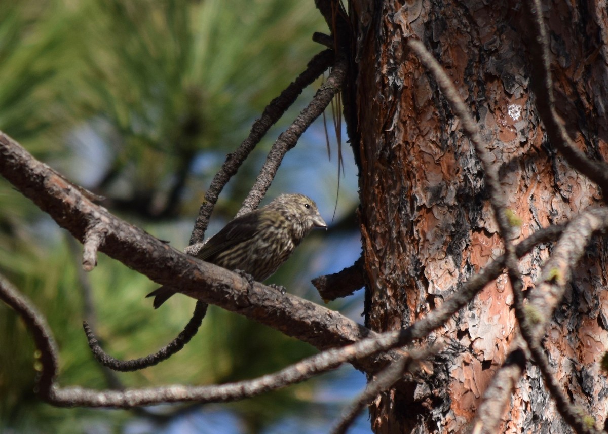 Red Crossbill - ML270917341