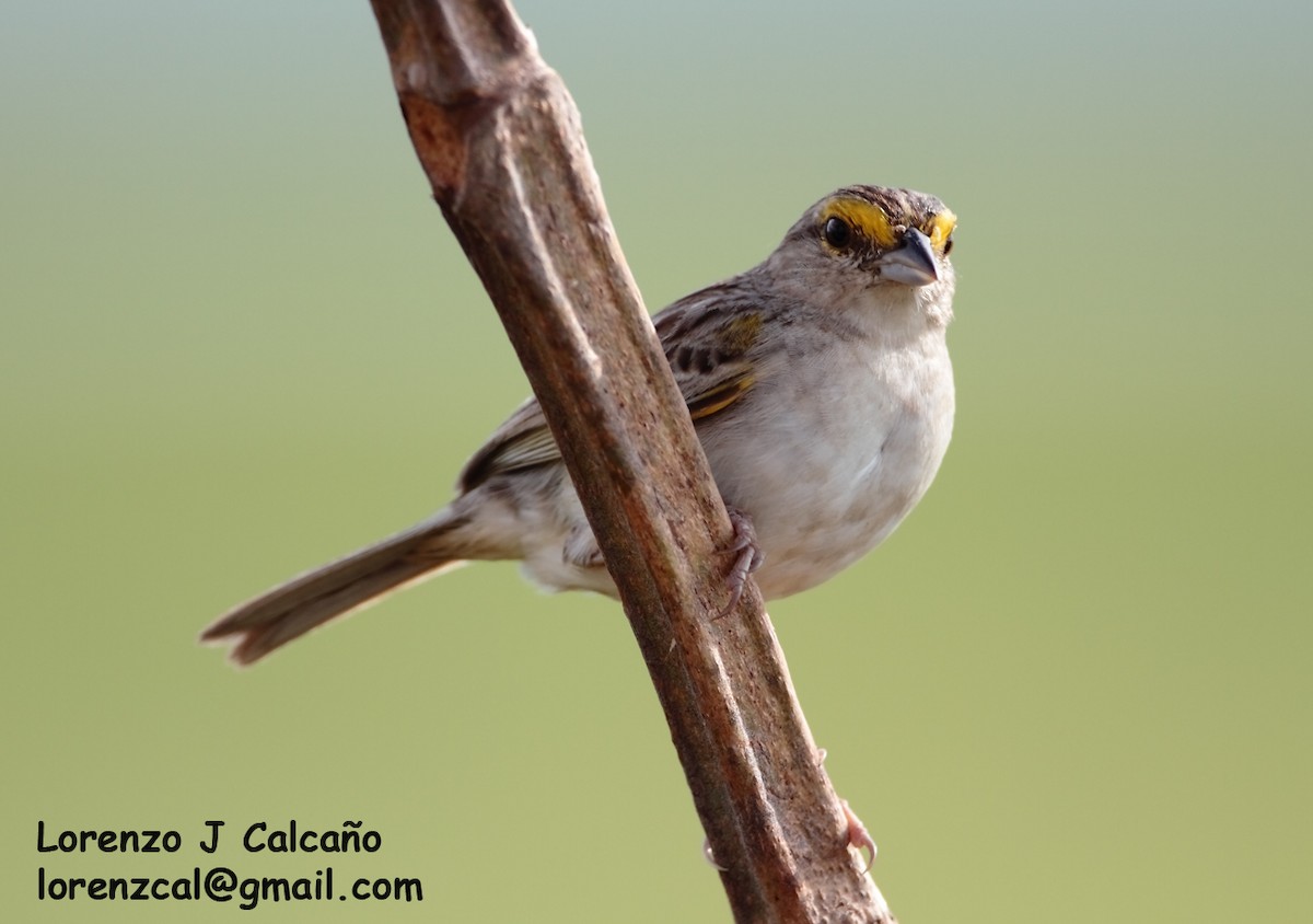 Yellow-browed Sparrow - Lorenzo Calcaño