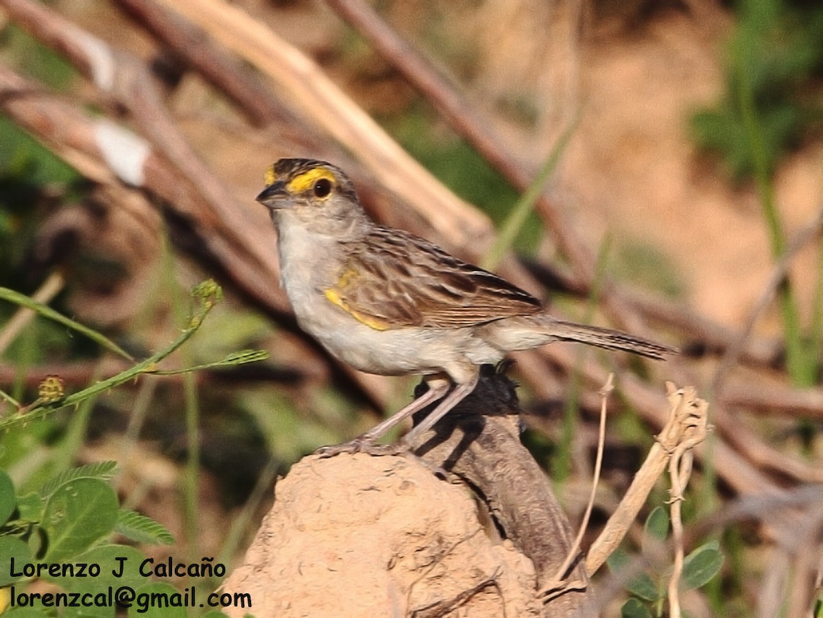 Yellow-browed Sparrow - Lorenzo Calcaño